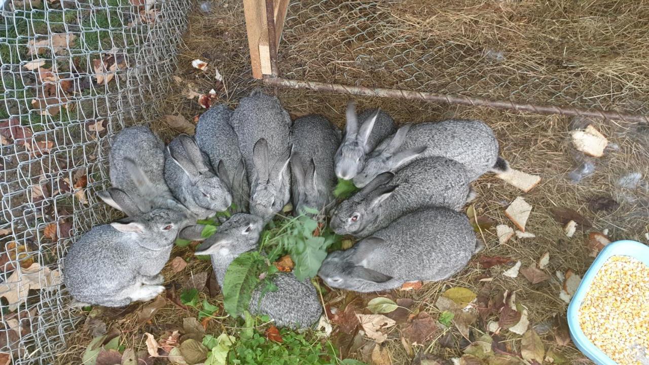 Pensiunea Agroturistica Cerna, Vaideeni, Valcea Exteriör bild